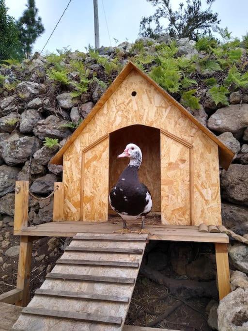 Los Huertos Conect With The Nature & Relax イコー・デ・ロス・ビノス エクステリア 写真